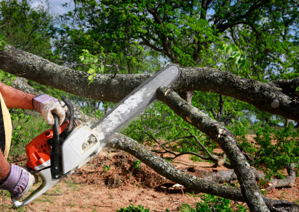 Tree Removal for Businesses in Concord, VA